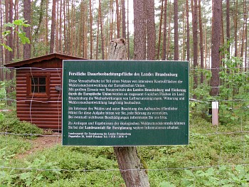 Wald bei Beerenbusch