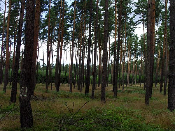 Wald bei Schwenow